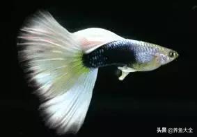 观赏鱼常见鱼病,热带鱼观赏鱼常见疾病