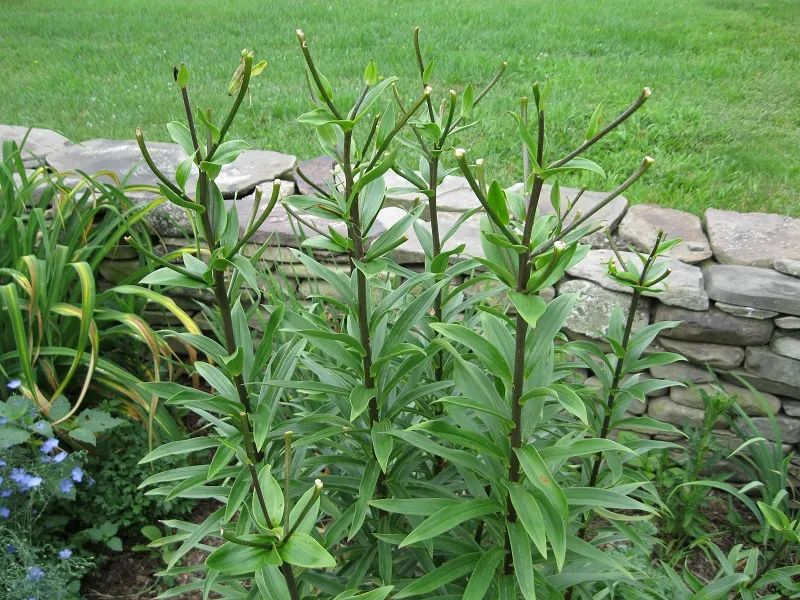 冬盆栽百合的养殖方法和注意事项,百合怎么种避免烂球