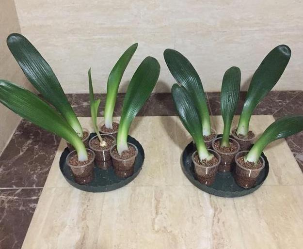 用啥方法让君子兰快速生根,如何使君子兰快速生根