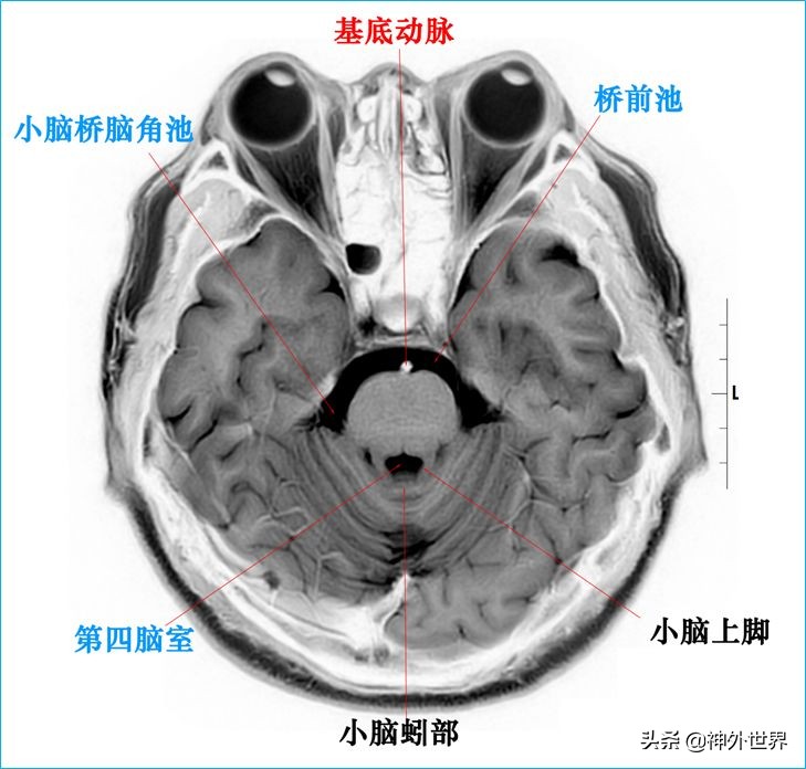 脑解剖学讲解视频全集,脑功能解剖学习