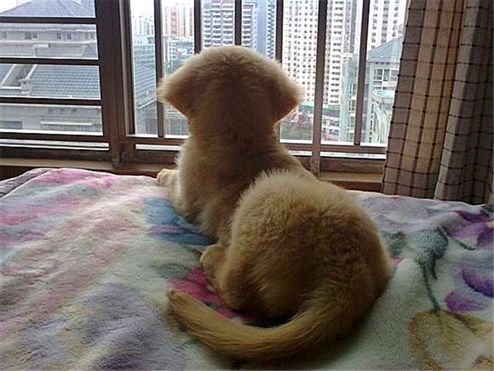 金毛性格很急躁怎么办呀,金毛的脾气很暴躁怎么办