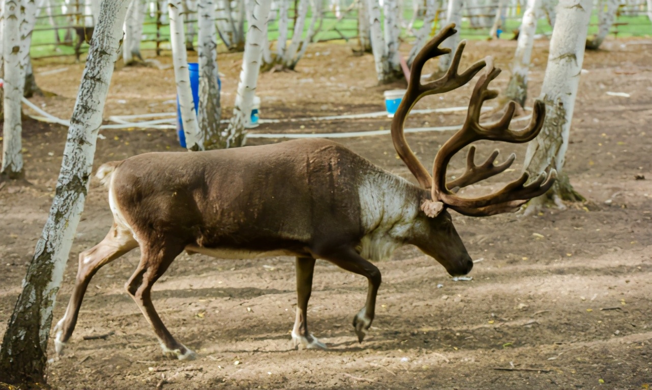额尔古纳旅游游记,自驾游俄罗斯绥芬河