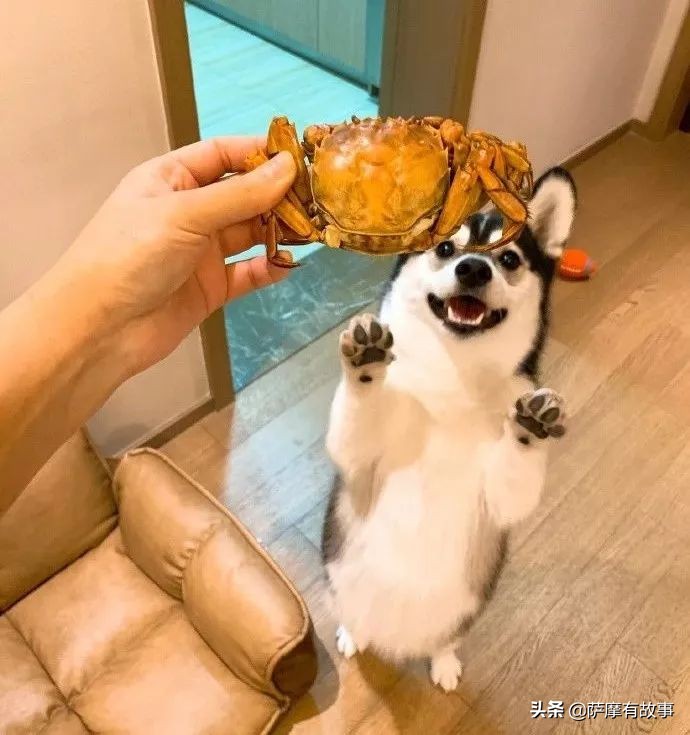 委屈！萨摩耶的混血，是一点没混出萨摩耶的美貌