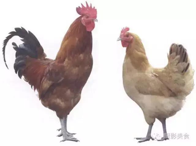 全世界的鸡都在这了，有你认识的吗？