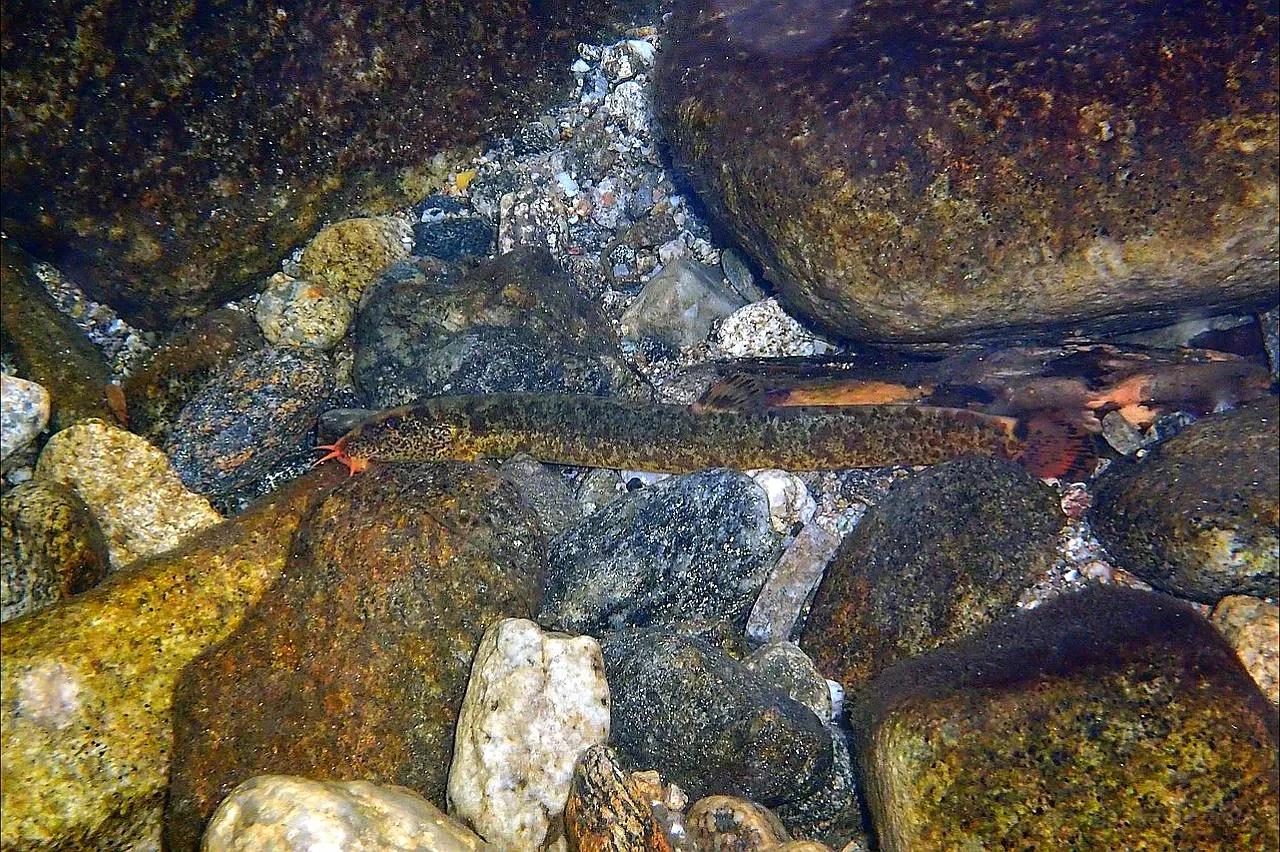 野生泥鳅品种图片大全大图,最大的泥鳅图片大全