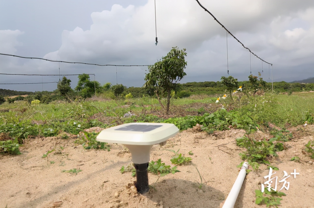 荔枝丰收季最新视频,荔枝丰收季广东