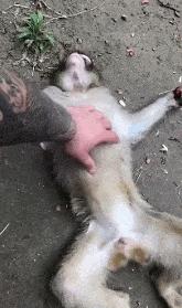 女生防狼术gif,姑娘防狼术视频