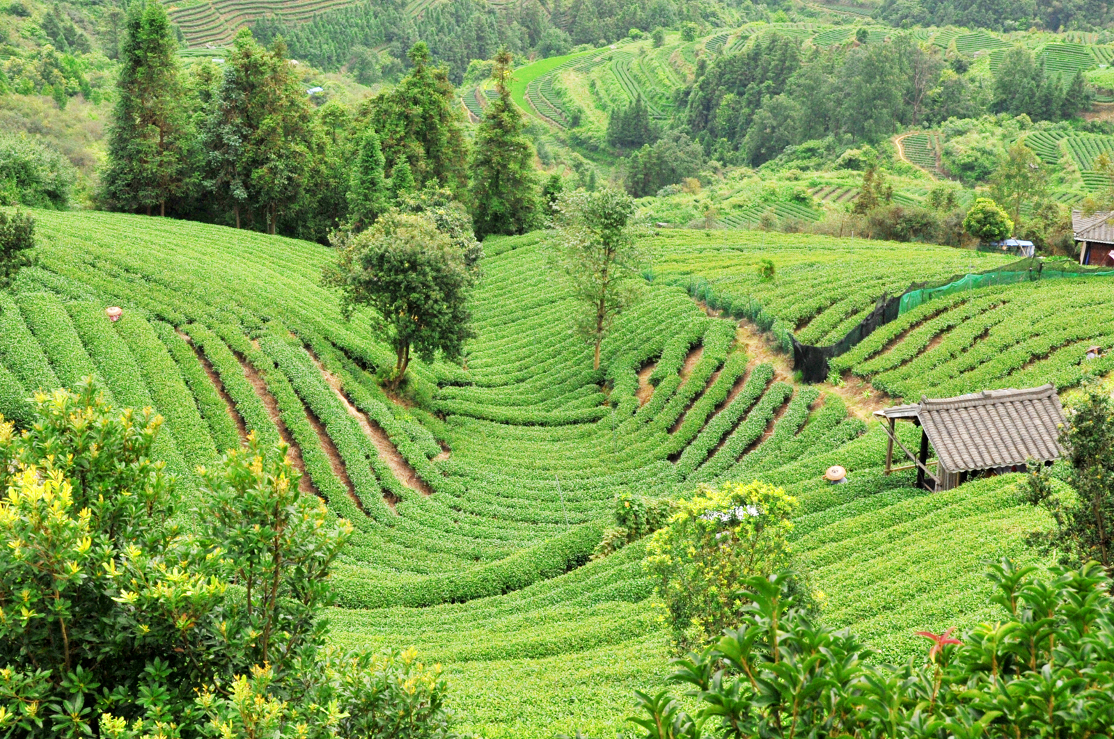 自炒茶叶纯天然,云南茶传统柴火手工炒茶