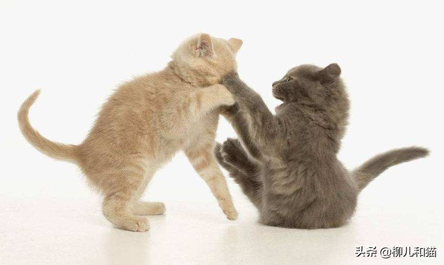 家里两只猫猫打架怎么办,家里两只公猫宠物猫打架怎么办