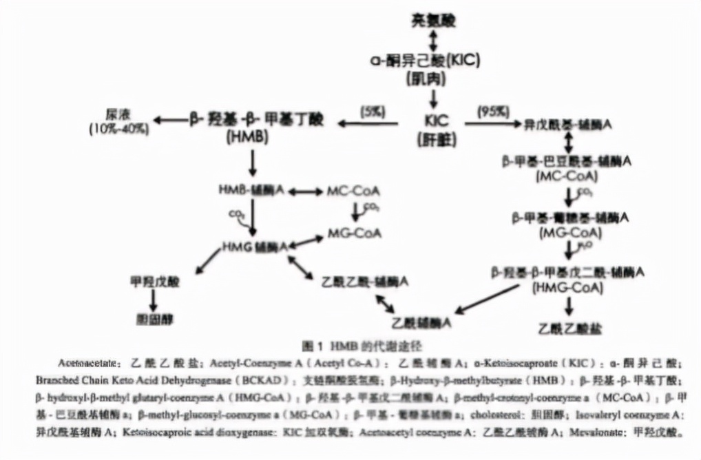 中老年人走路不稳,老人走路左右摇摆是缺钙吗