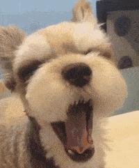 刚给狗狗洗澡就脏了,在家给狗狗洗澡到底是好还是坏