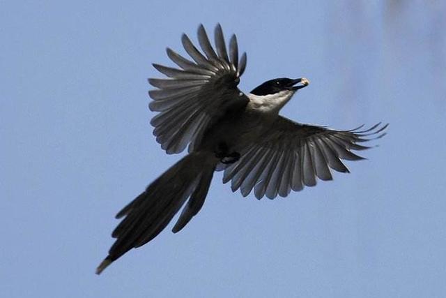 人不吃野生动物,老鹰不吃喜鹊是怎么回事
