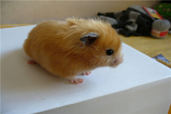 西施熊仓鼠,西施熊和金丝熊仓鼠