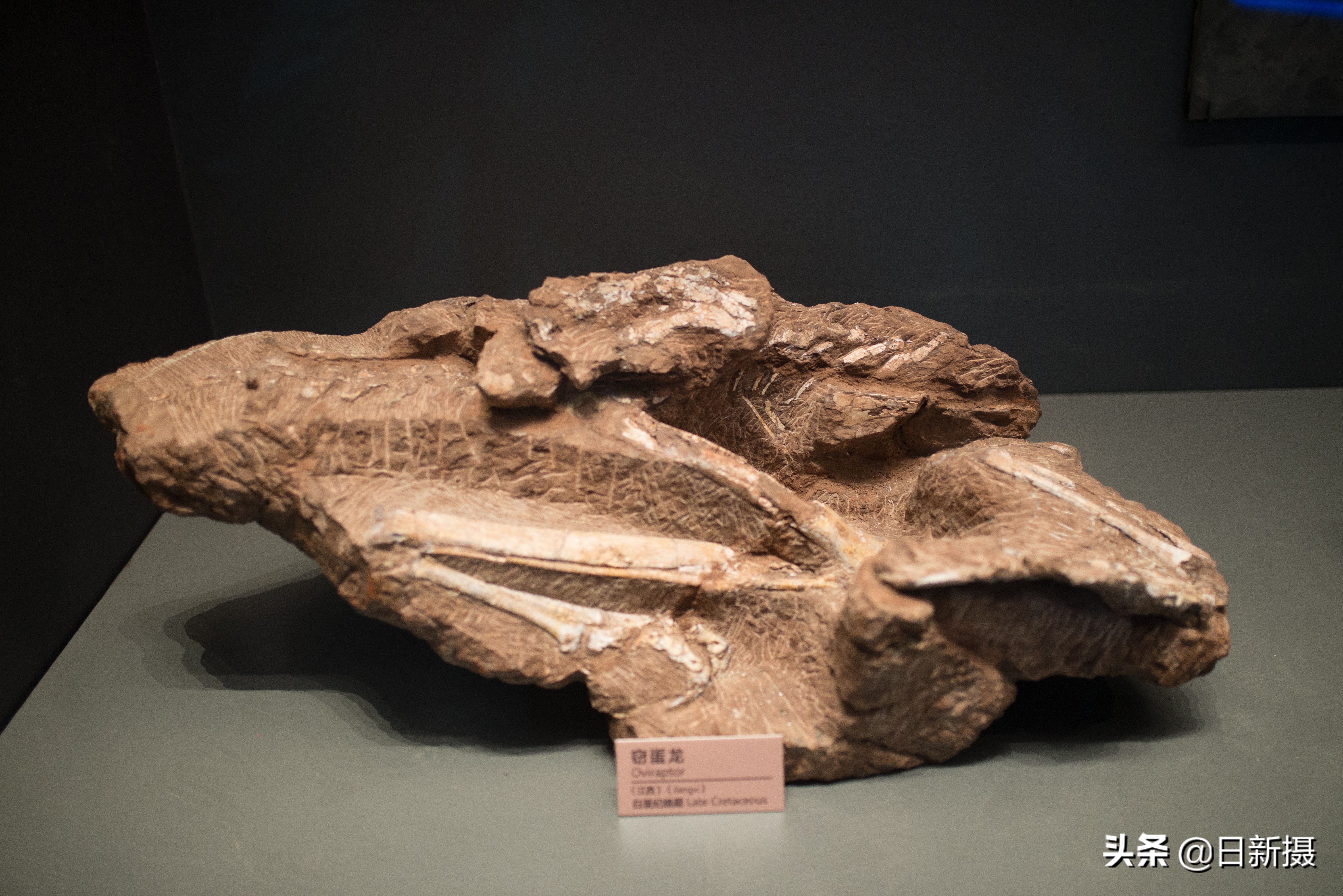 国家海洋博物馆之行,国家海洋博物馆蓝色海洋体验馆