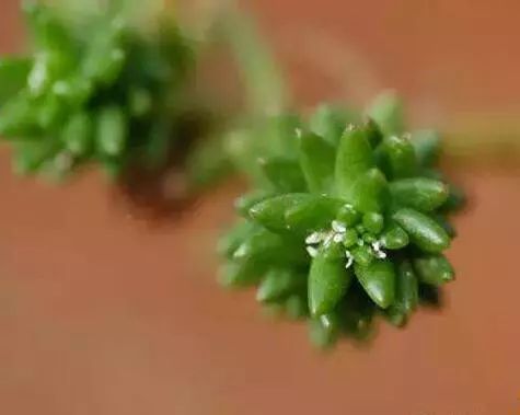 多肉长小黑飞介壳虫用什么药最好,多肉长蚧壳虫应该怎么处理