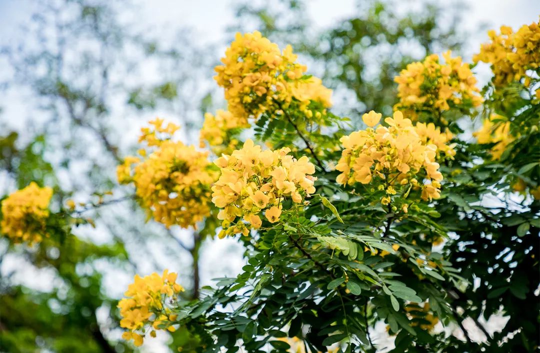 深圳值得打卡的建筑物,深圳最值得打卡的山