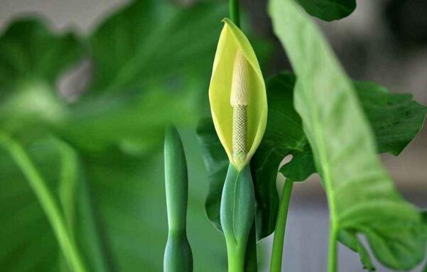 滴水观音开花啥兆头,滴水观音开花吗有什么用途和价值