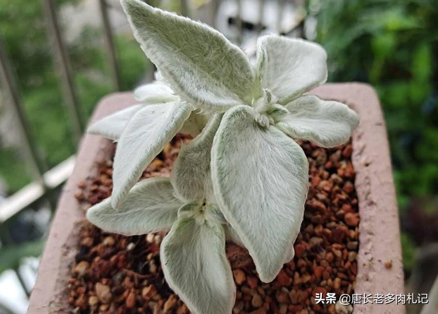 多肉乌木烂叶片怎么办,多肉移盆烂叶