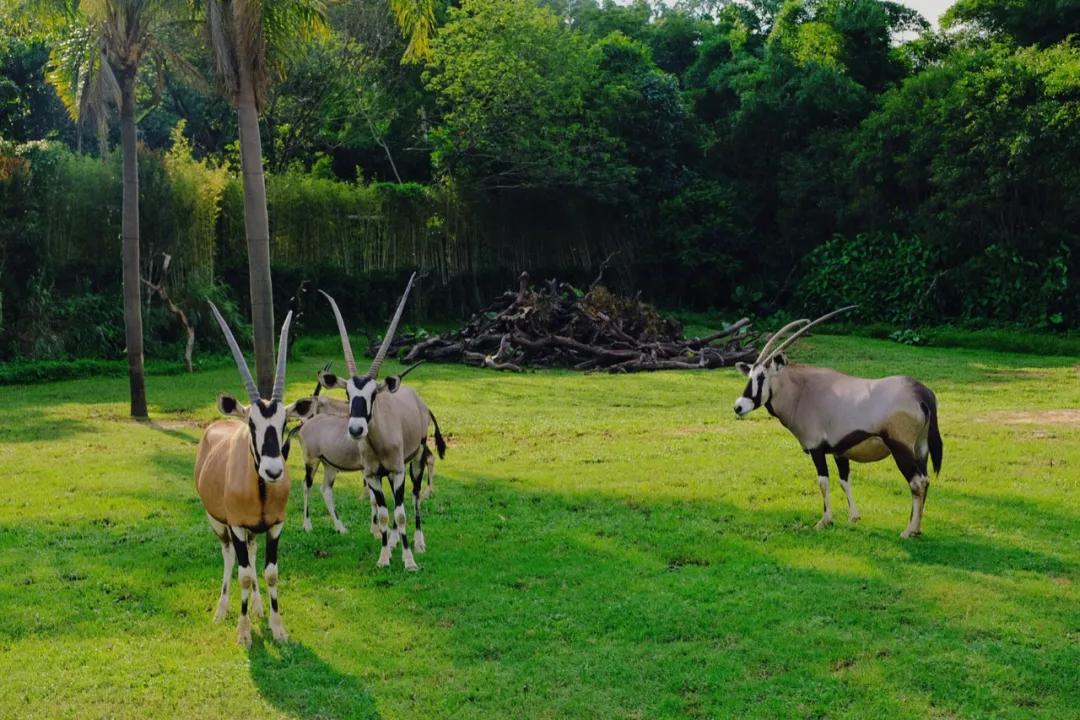 广州长隆怎么玩最划算攻略分享,广州长隆省钱攻略