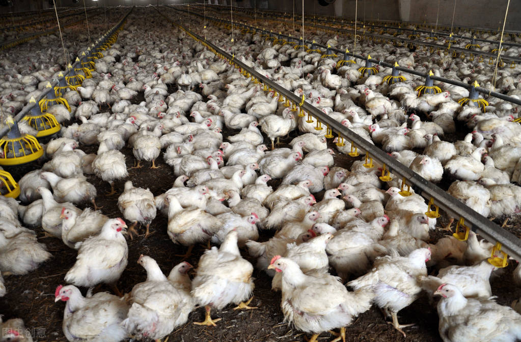 养殖肉鸡负压表怎么用,养大鸡负压大好还是小好