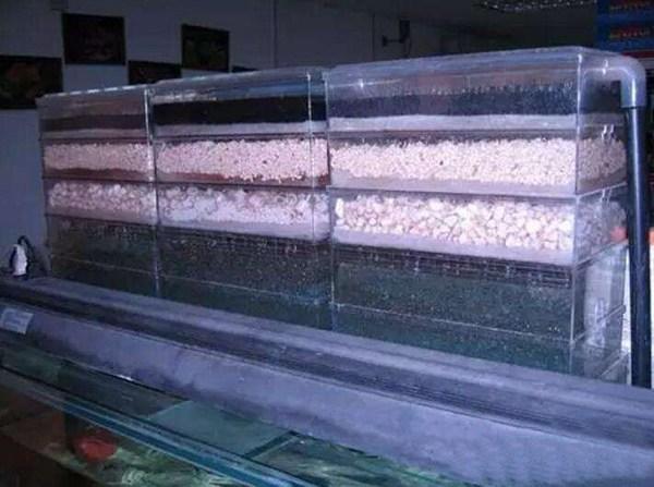 鱼缸更换过滤系统注意事项,鱼缸过滤什么方法最好呢