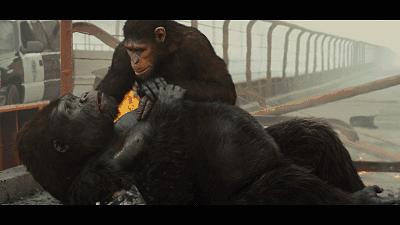 鹦鹉可以模仿任何声音吗,鹦鹉能模仿人说话英文怎么说