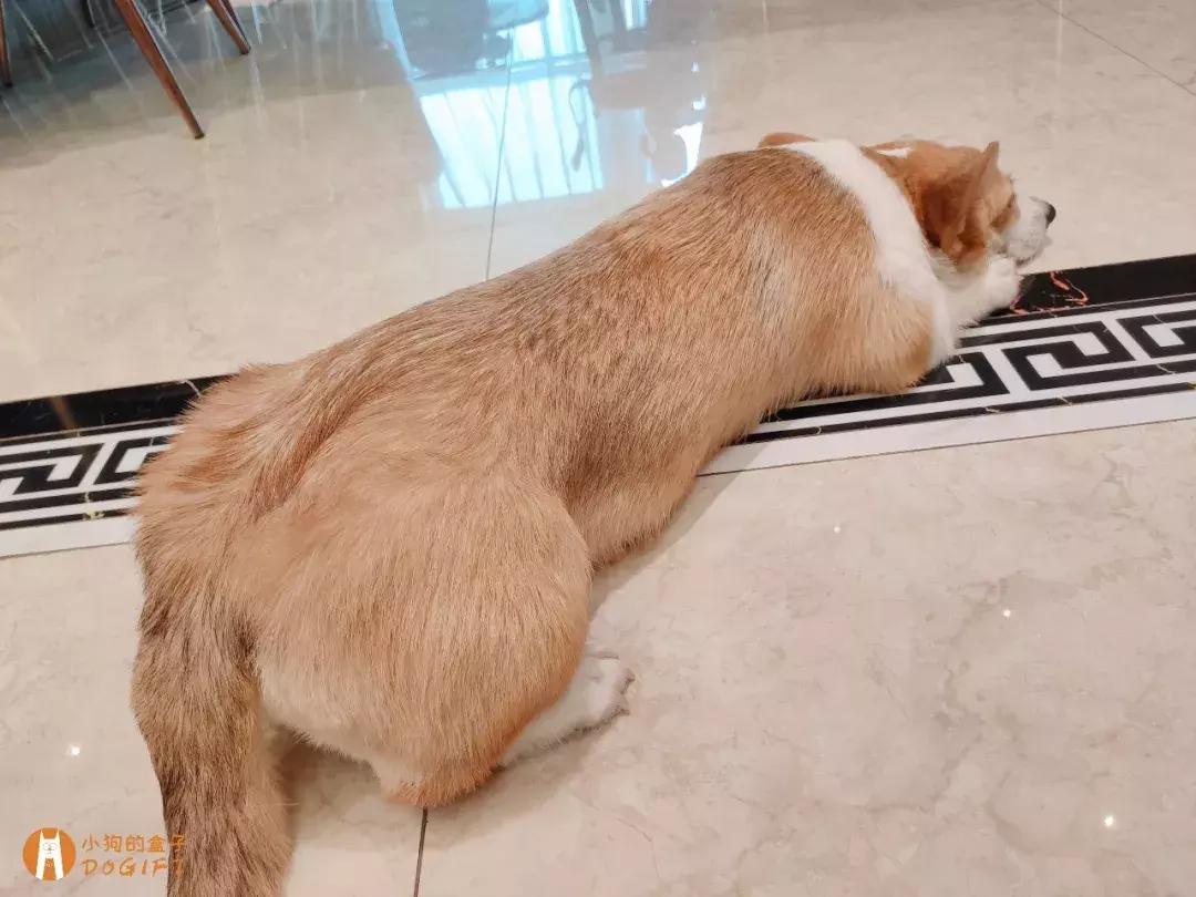 马克深圳最秀狗咖