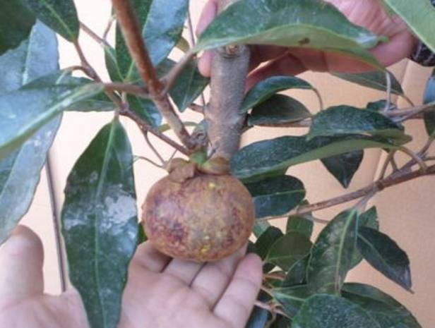 山竹吃完“核”别丢，丢水里，7天就发芽，赏完盆栽还有果子吃