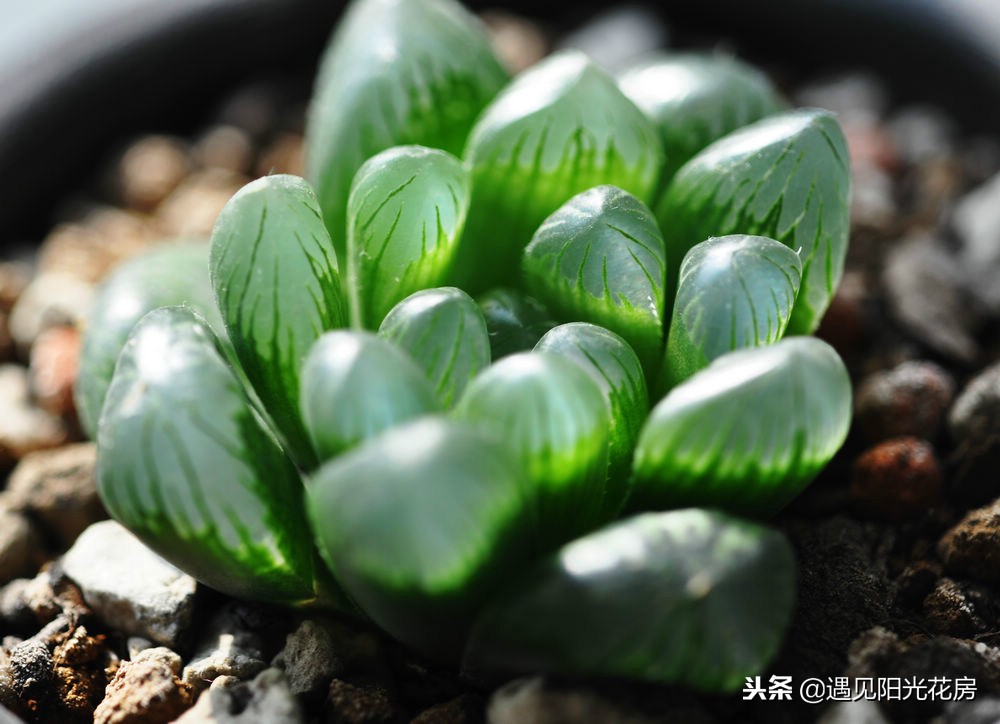 如何把多肉玉露养光滑,多肉姬玉露用什么土养