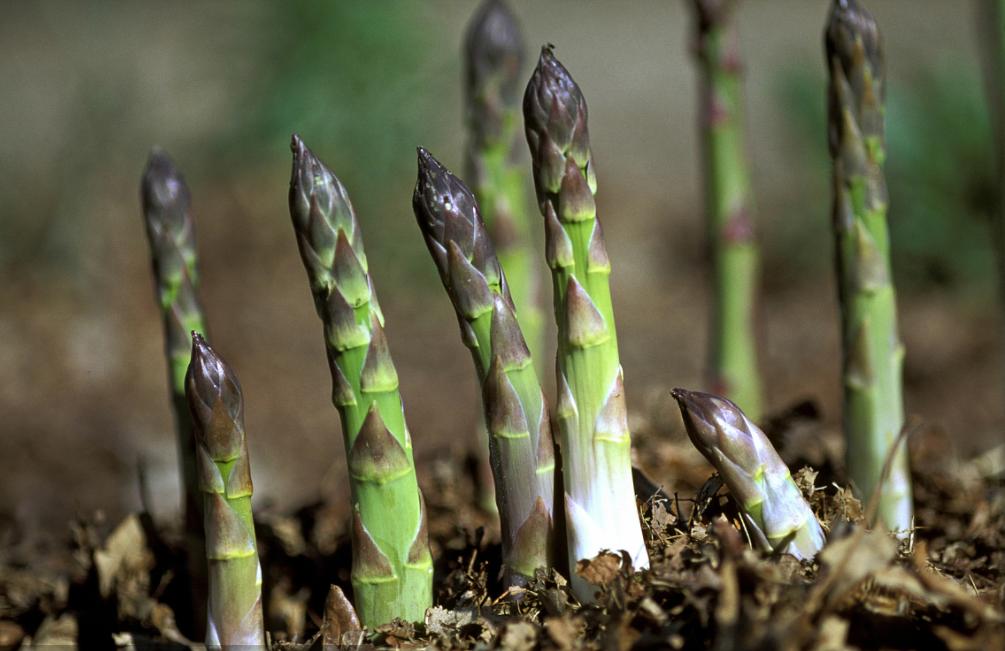 芦笋的种植管理方法和技术,芦笋种植的全过程与管理技术