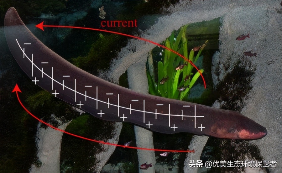 电鳗可以给手机充电吗,用电鳗给手机充电