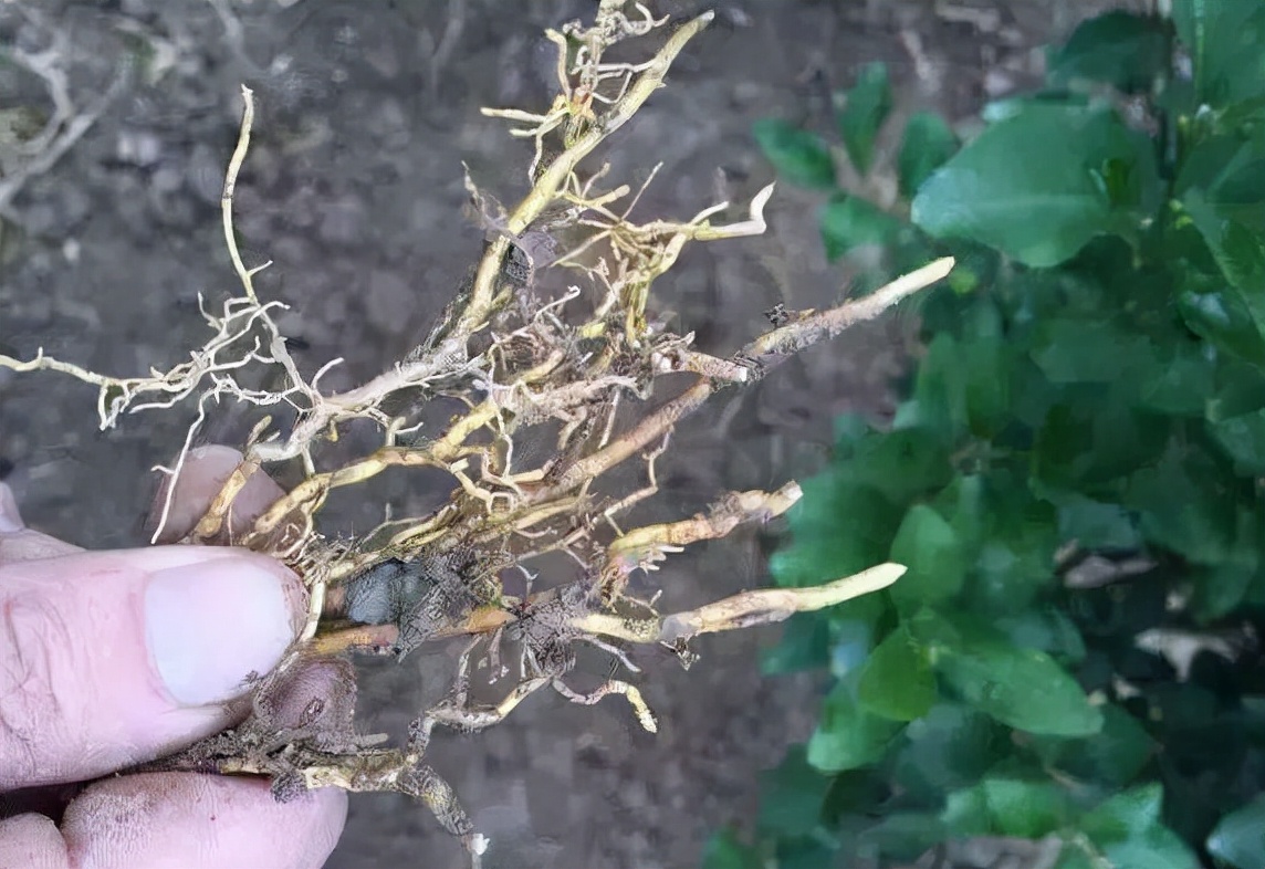 柑橘根部烂根怎么回事,柑橘防治黄叶烂根用什么农药
