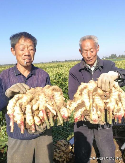 当前大姜种植管理事项,大姜管理很重要