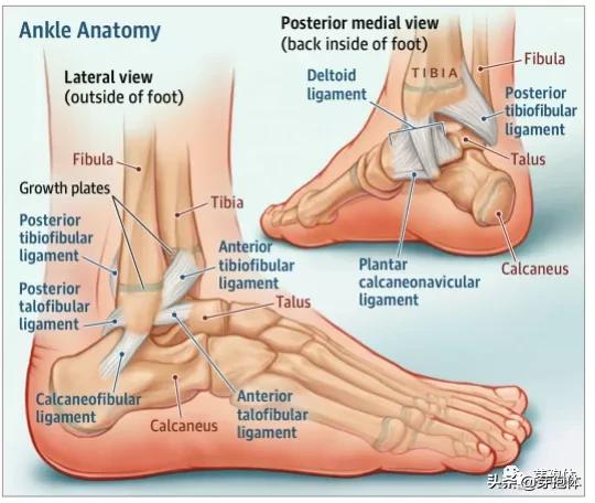 脚踝扭伤多久可以做康复训练,踝扭伤及康复