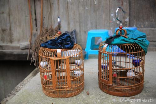 比较适合老年人养的宠物,陪伴老人养什么宠物比较适合