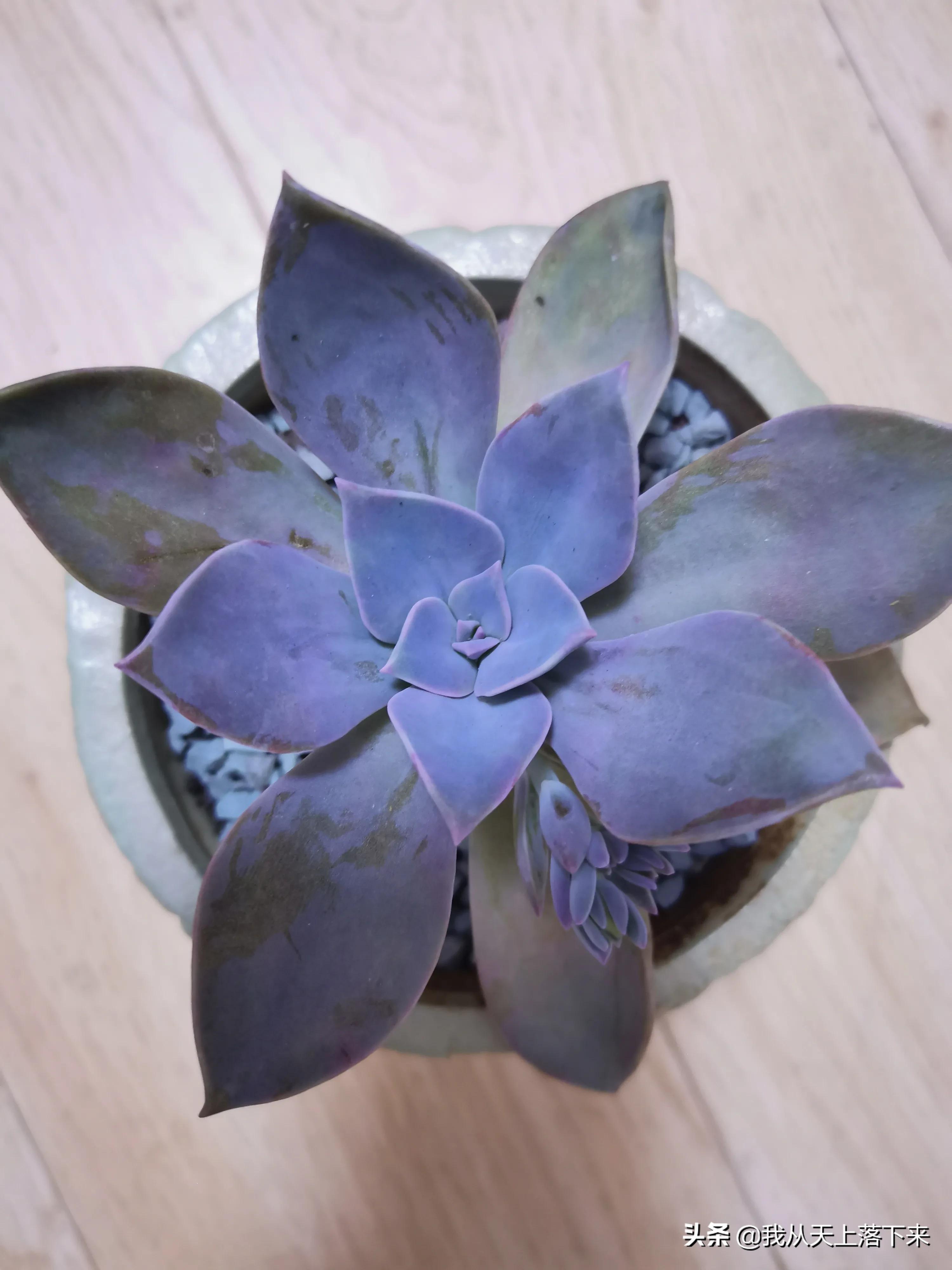 89种常见多肉植物品种图，实物拍摄，还不认识的小伙伴赶紧收藏好