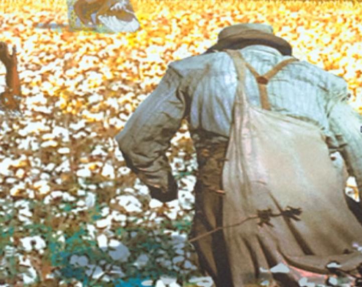 乌合麒麟事件起因,乌合麒麟血棉解析