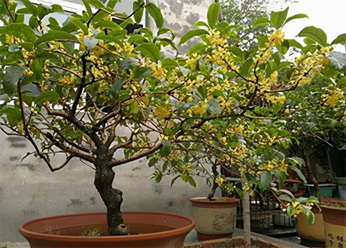 4种路边“高价树”，剪1段“枝条”插沙土里，30天白根冒、长势猛