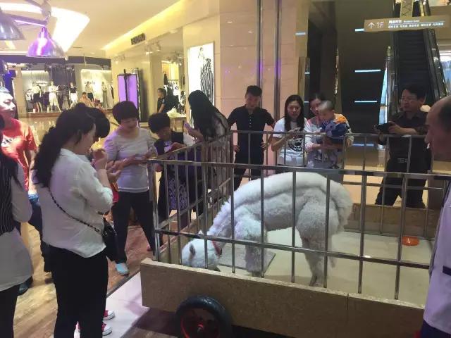 本可以靠脸吃饭却要靠力气吃饭,本来可以靠脸吃饭偏偏靠手艺