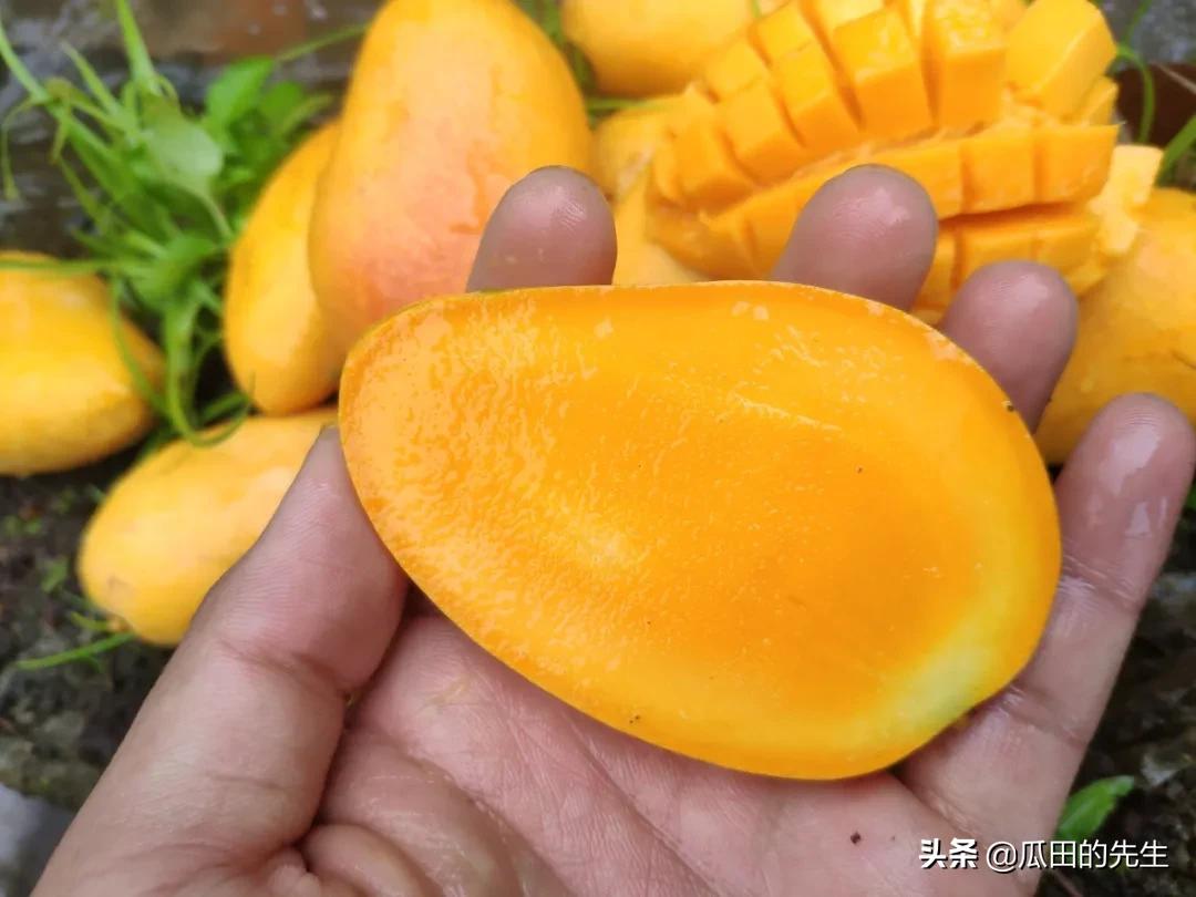 海南小台芒皮薄肉厚甘甜多汁,海南正宗台芒芒果