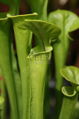 ​​​​​​​植物“圆”作者：铁二师/向德荣