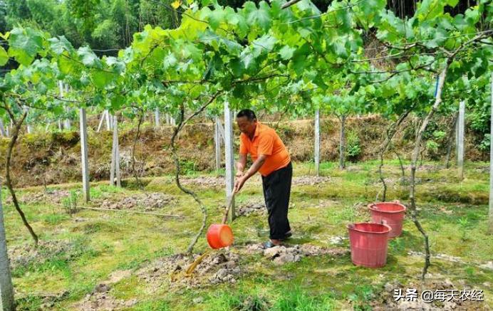 如何防治葡萄落果严重,可怕葡萄生长全过程