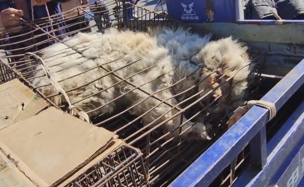 松狮被卖到狗肉馆,松狮被卖到狗肉车