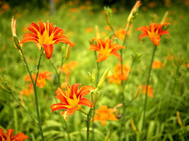 萱草花是母亲花吗,为什么萱草花被称为母亲之花