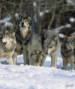 狗狗嗅陌生人的腿,狗狗为何喜欢嗅主人的尿