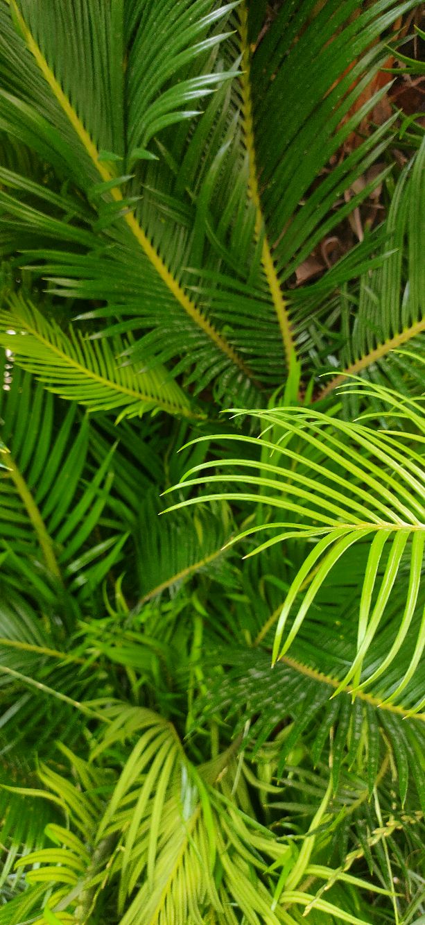 铁树分公铁树母铁树吗,铁树有雄铁树和雌铁树