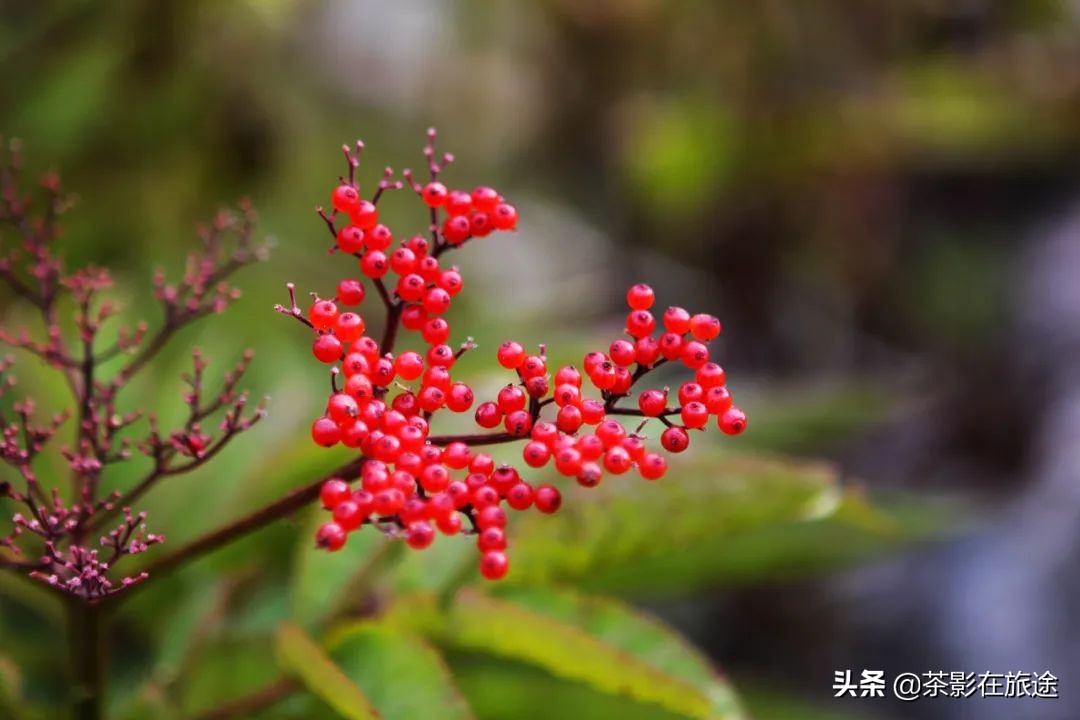 进藏旅行记,林芝巴松措结巴村民宿哪家好
