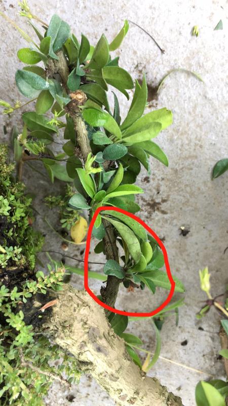 新手也能学会的修剪盆景技巧,枸杞盆景修剪技巧图解