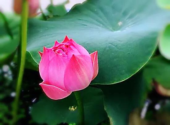 荷花品种大全及名称图片,荷花品种及名称大全图片