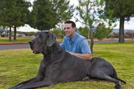 世界上体型巨大的狗,世界上体型最大的犬是什么犬